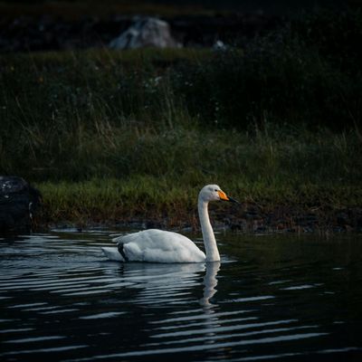 Water ripples in a dark, tranquil setting.
